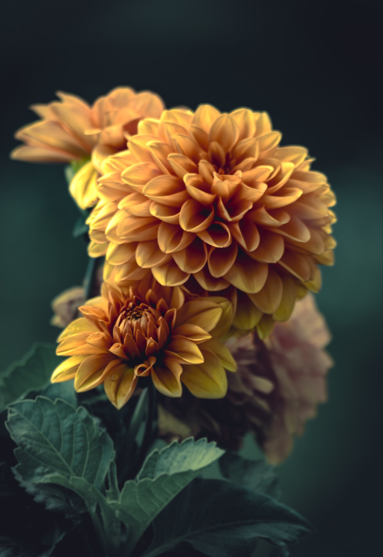 Oransje dahlia i nærbilde mot mørk bakgrunn