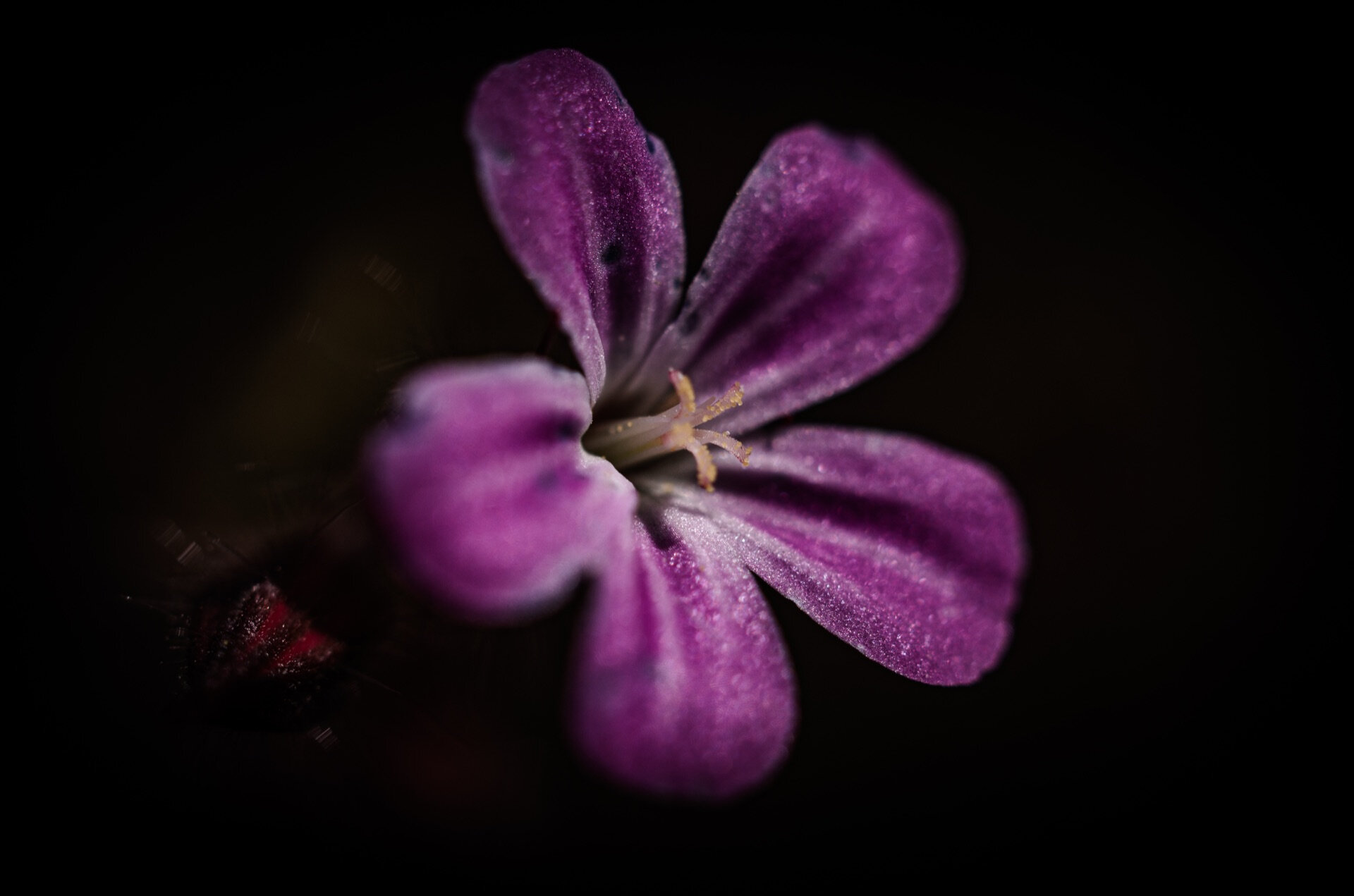 Magenta pelargonieblomst i makronærbilde med lite insekt synlig
