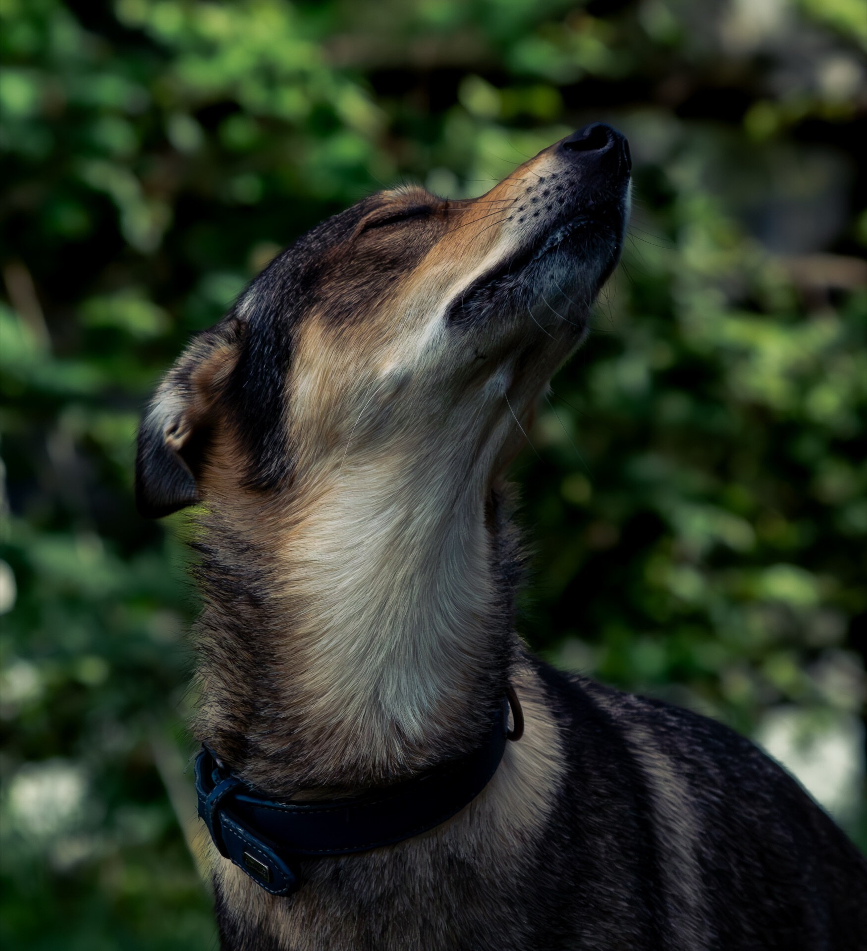 Hund i profil som snuser i luften mot grønn bakgrunn