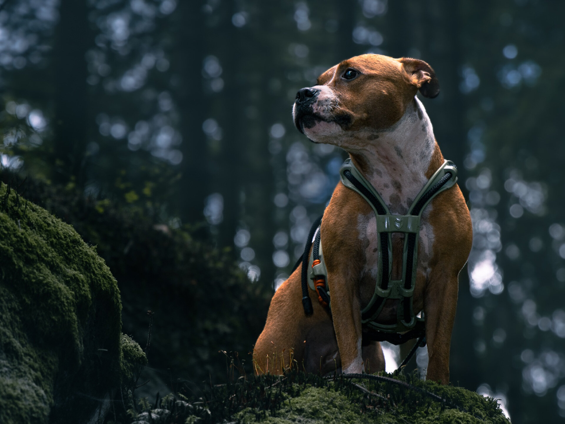 Hund med sele som sitter årvåken på mosegrodd stein i skogen